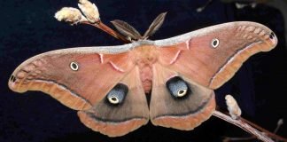 Сатурния полифема – бабочка-циклоп Сатурния полифем (Antheraea polyphemus).