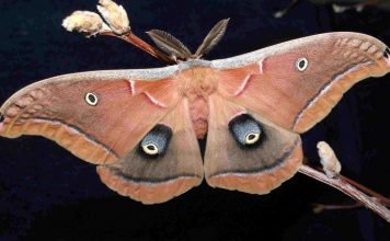 Сатурния полифема – бабочка-циклоп Сатурния полифем (Antheraea polyphemus).