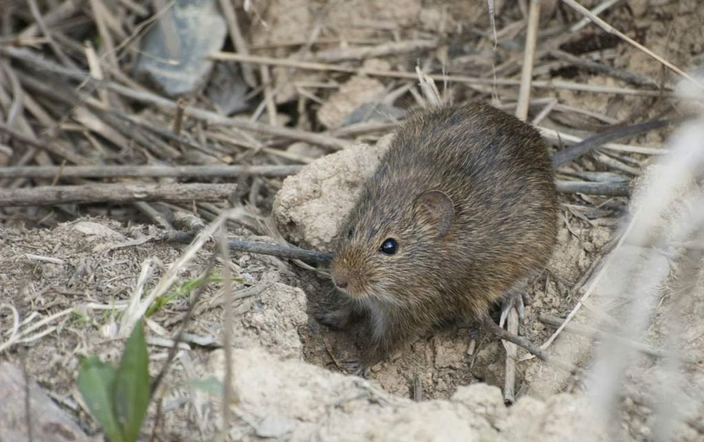 Болотный рисовый хомяк (Oryzomys palustris).