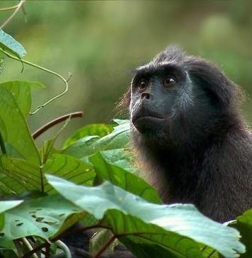 Симиас одноцветный — обитатель Ментавайских островов Одноцветный симиас (Simias concolor).