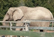 Дикая слониха из Китая затоптала 15 машин Слониха напала на припаркованные автомобили.