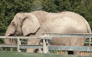 Дикая слониха из Китая затоптала 15 машин Слониха напала на припаркованные автомобили.