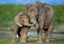 Ученые выяснили: кто из животных самый заботливый Слоны - самые заботливые животные.