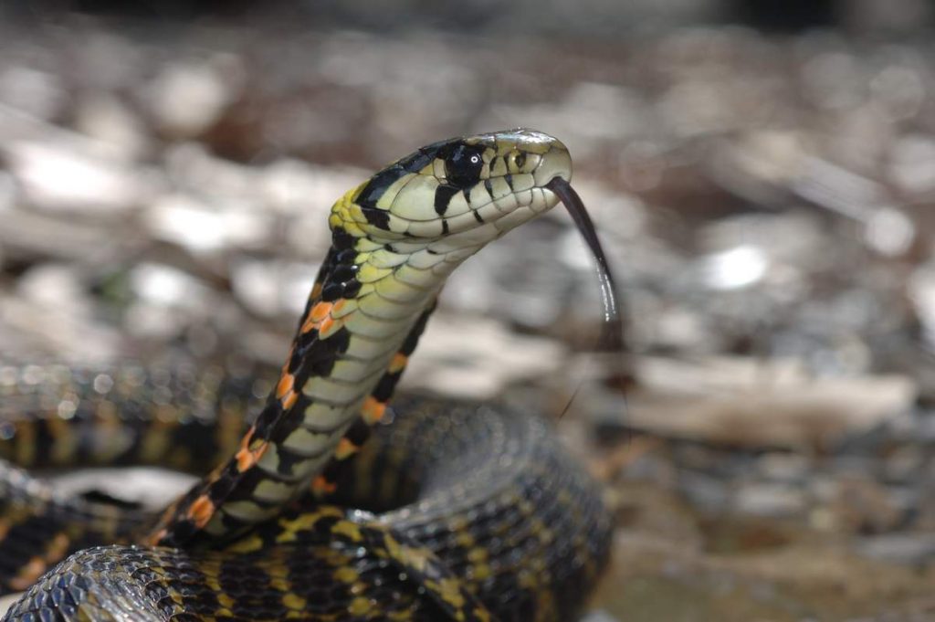 Тигровый уж (Rhabdophis tigrinus).