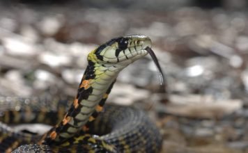 Тигровый уж — опасная и ядовитая змея Тигровый уж (Rhabdophis tigrinus).