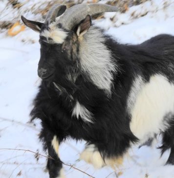 Козел Тимур надумал жениться Тимур нашел невесту.