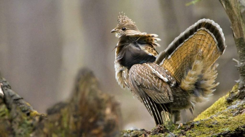 Воротничковый рябчик (Bonasa umbellus).