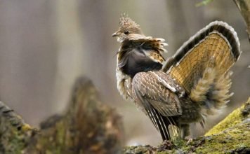 Воротничковый рябчик – хохлатая птица Воротничковый рябчик (Bonasa umbellus).