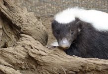 Восточно-мексиканский скунс – обладатель самого жесткого меха среди собратьев Восточномексиканский скунс (Conepatus leuconotus).