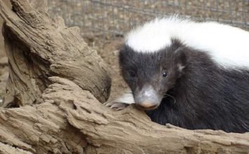 Восточно-мексиканский скунс – обладатель самого жесткого меха среди собратьев Восточномексиканский скунс (Conepatus leuconotus).