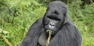 Животные-пьяницы: шестерка лидеров В соке определенного вида бамбука имеется алкоголь, который по душе гориллам.