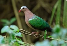 Изумрудный голубь — зеленокрылый птах Изумрудный голубь (Chalcophaps indica).