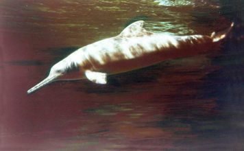 В Аргентине зафиксировали массовую гибель дельфинов В Аргентине зафиксирована массовая гибель редких дельфинов.