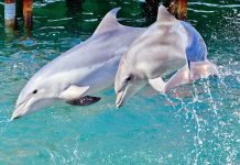 Минобороны России принимает на службу дельфинов Афалины заступают на службу в ВМФ.