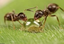 Насекомым помогут снизить агрессивность Насекомым помогут стать менее агрессивными.