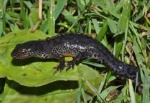 Альпийский тритон – гость из Красной книги Альпийский тритон в сухопутном облике.