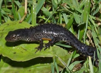 Альпийский тритон – гость из Красной книги Альпийский тритон в сухопутном облике.