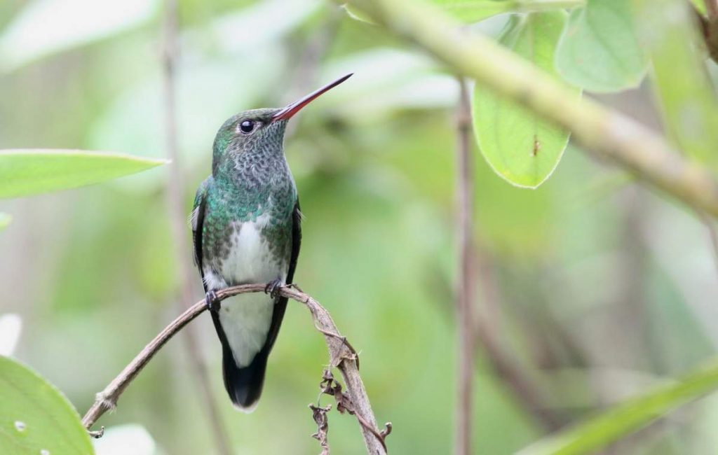 Андская амазилия (Amazilia fimbriata).