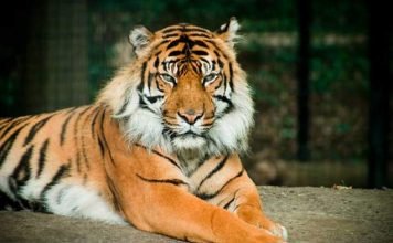 Балийский тигр – уничтоженный подвид Балийский тигр (Panthera tigris balica).