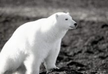 Дело о подрыве медведицы на острове Врангеля закрыто Дело об издевательствах над белой медведицей прекращено.