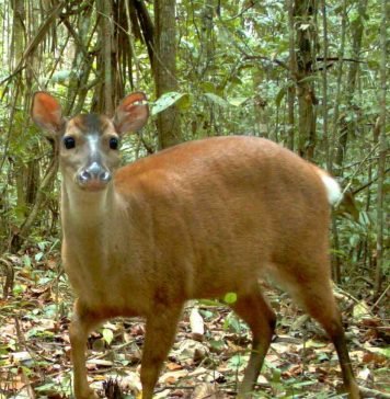 Большой мазама: фото, видео, описание Большой мазама (Mazama americana).