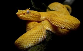 Цепкохвостый ботропс Шлегеля — что за животное? Цепкохвостый ботропс Шлегеля (Bothriechis schlegelii).