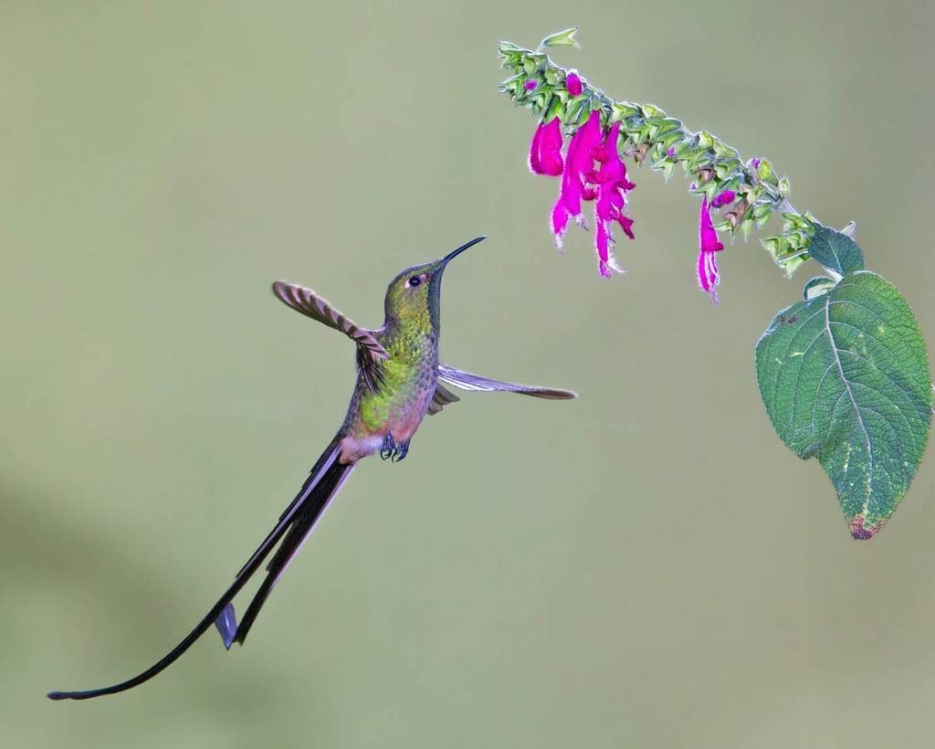 Чернохвостый колибри-шлейфоносец (Lesbia victoriae).