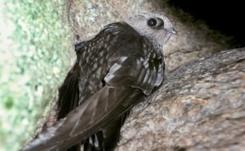 Дымчатый иглохвост — птица-«дымка» Дымчатый иглохвост (Chaetura pelagica).