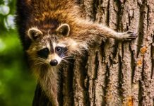 Человек нарушил основные животные инстинкты, считают ученые Еноты потеряли чувство страха из-за людей.