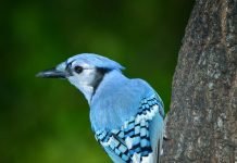 Голубая сойка – птичка с синим хохолком Голубая сойка (Cyanocitta cristata).