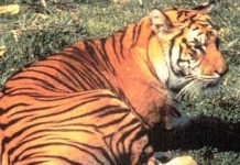 Яванский тигр – уничтоженный или выживший подвид? Яванский тигр (Panthera tigris sondaica).