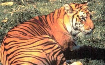 Яванский тигр – уничтоженный или выживший подвид? Яванский тигр (Panthera tigris sondaica).
