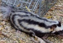 Карликовый пятнистый скунс – самый маленький хищник Мексики Пятнистый карликовый скунс (Spilogale pygmaea).