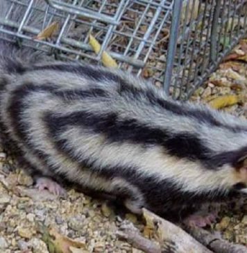Карликовый пятнистый скунс – самый маленький хищник Мексики Пятнистый карликовый скунс (Spilogale pygmaea).