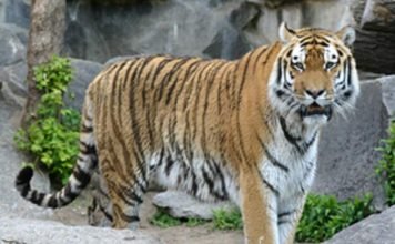 Каспийский тигр – грозный хищник, погибший в схватке с людьми Каспийский тигр (Panthera tigris virgata).