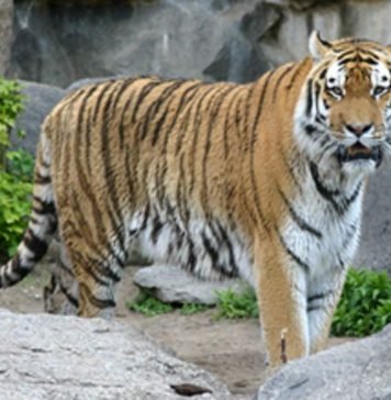 Каспийский тигр – грозный хищник, погибший в схватке с людьми Каспийский тигр (Panthera tigris virgata).