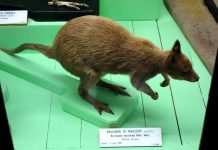 Кенгуру Маклея — новогвинейский эндемик Кенгуру Маклея (Dorcopsulus macleayi).