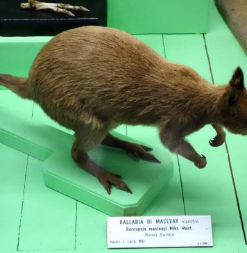 Кенгуру Маклея — новогвинейский эндемик Кенгуру Маклея (Dorcopsulus macleayi).