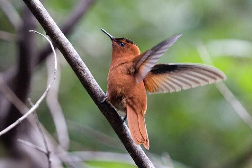 Фернандесский огненношапочный колибри (Sephanoides fernandensis).