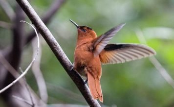 Колибри с острова Хуан-Фернандес Фернандесский огненношапочный колибри (Sephanoides fernandensis).