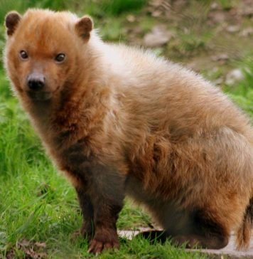 Кустарниковая собака — редкий лесной житель Кустарниковая собака (Speothos venaticus).