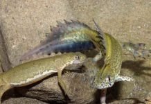 Малоазиатский тритон или полосатый тритон – сказочный дракон Малоазиатский тритон (Ommatotriton vittatus).