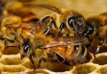 Большие колонии подрывают насекомым иммунитет Насекомые теряют иммунитет в большом сообществе.