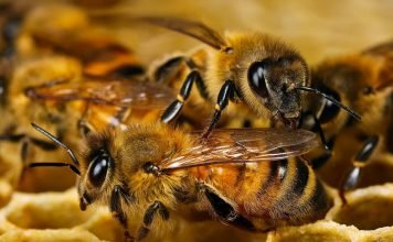 Большие колонии подрывают насекомым иммунитет Насекомые теряют иммунитет в большом сообществе.