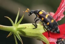 Насекомых узнают по окраске «одежки» Благодаря идиоадаптации насекомые близких видов могут жить в самых различных географических зонах.