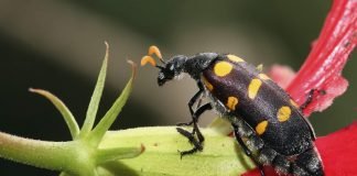 Насекомых узнают по окраске «одежки» Благодаря идиоадаптации насекомые близких видов могут жить в самых различных географических зонах.