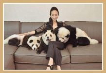 Жительница Сингапура превратила чау-чау в панд Чау-Чау стали пандами.