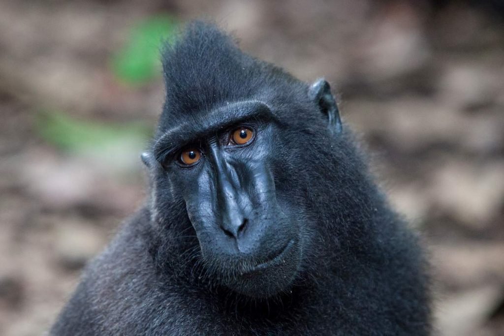 Павиан чёрный сулавесский (Macaca nigra).