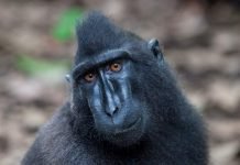 Павиан чёрный сулавесский — дневной житель джунглей Павиан чёрный сулавесский (Macaca nigra).