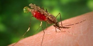 Почему малярия распространена в заболоченных районах? Тропические комары Анофелес являются переносчиками малярии.